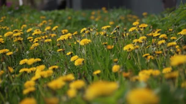 相机在黄色的蒲公英花和美丽草地上新鲜的春天青草之上向前移动 具有药效的蒲公英植物 夏天的概念 低角度的娃娃式稳定射击 — 图库视频影像