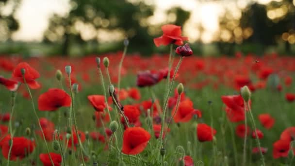 Camera Moves Flowers Red Poppies Flying Flowering Opium Field Sunset — Wideo stockowe