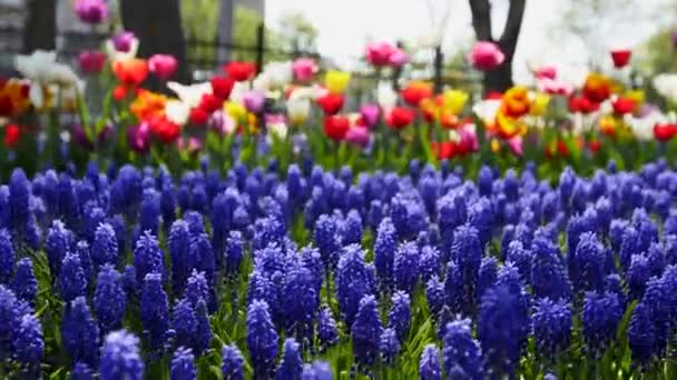 Pole Modrých Muškarních Barevných Tulipánů Různých Odrůd Zářivých Barev Kvetoucích — Stock video