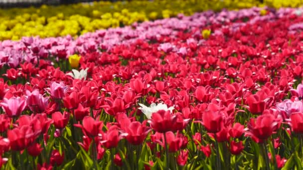 Campo Tulipani Colorati Diverse Varietà Colori Vivaci Che Fioriscono Nel — Video Stock