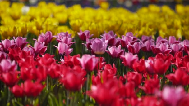 Campo Tulipas Coloridas Diferentes Variedades Cores Vibrantes Florescendo Parque Cidade — Vídeo de Stock