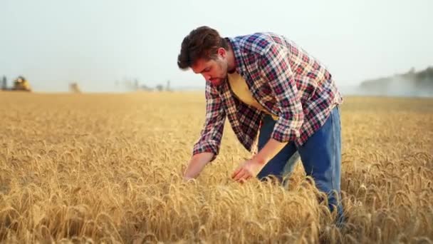 大麦畑で収穫する前に栽培されたシリアル作物を調べる農学者 手に熟した小麦の耳の束を保持笑みを浮かべて農家 ライ麦畑の牧場主 有機農業の概念 — ストック動画