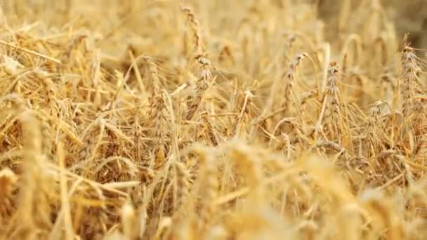 Agronomista Examinando Cultivo Cereais Sentado Campo Cevada Fazendeiro Sorridente Segurando — Vídeo de Stock