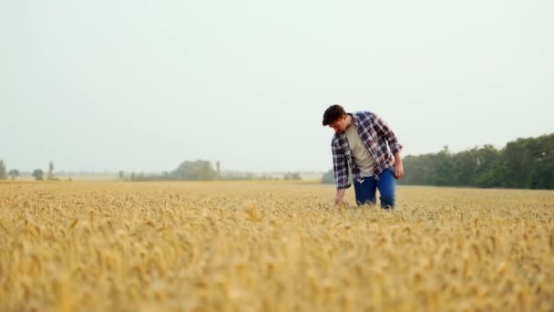농부는 거닐면서 곡물을 재배하는 하였습니다 농부는 더듬고 손으로 보리에 댑니다 — 비디오