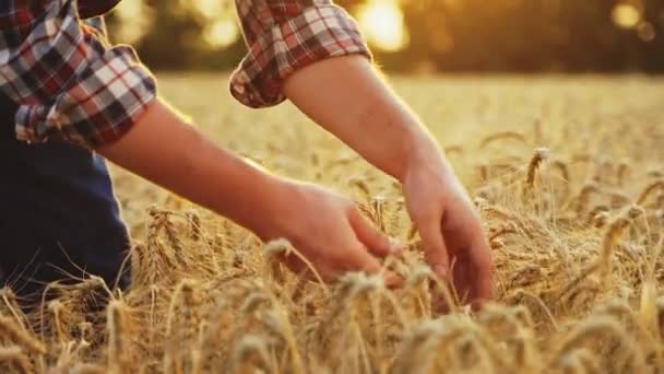 農家のタッチ 熟した栽培小麦の耳の束をチェックします 大麦畑で収穫する前に栽培されたシリアル作物を調べる農学者の手 ライ麦畑の牧場主 有機農業の収穫 — ストック動画