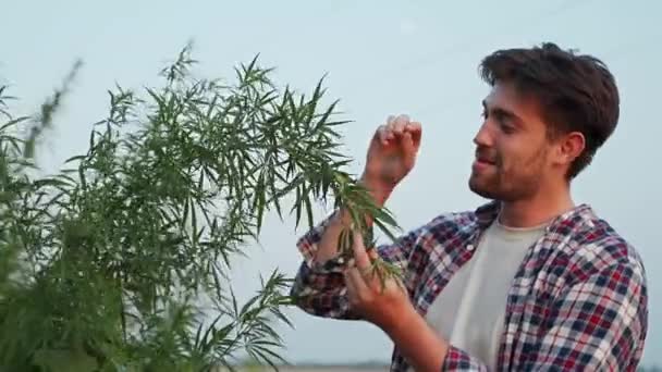 Agrarwissenschaftler Anfassen Hanfpflanze Mit Den Händen Auf Plantage Untersuchen Landwirt — Stockvideo