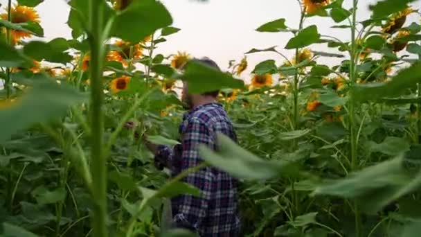 Caminata Agrónoma Cultivada Examinando Girasoles Campo Farmer Inspecciona Toca Floración — Vídeos de Stock