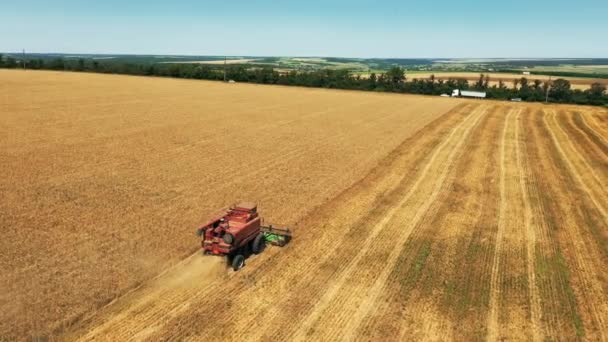 Повітряний Вигляд Безпілотника Комбайн Працює Пшеничному Полі Збирання Зернових Культур — стокове відео