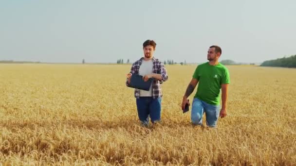 Gli Agricoltori Camminano Nel Campo Grano Discutono Piano Raccolta Agronomo — Video Stock