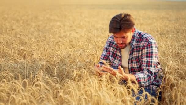 ゴールデンフィールドに座って収穫する前に シリアル作物を調べる農学者 手に熟した小麦の耳の束を保持笑みを浮かべて農家 有機農業の概念 無精ひげの牧場主 — ストック動画