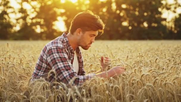 ゴールデンフィールドに座って収穫する前に シリアル作物を調べる農学者 日没に手に熟した小麦の耳の束を保持笑みを浮かべて農家 有機農業の概念 無精ひげの牧場主 — ストック動画