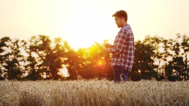 夕暮れ時に熟した小麦畑に立つタブレットPcを使用して農家 農業における精密スマート農業革新技術 タッチコンピュータ 農地でのビジネスを分析する農業学者 — ストック動画