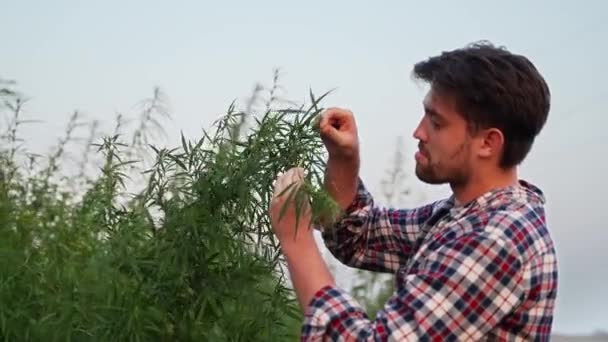 Científico Agrónomo Tocando Examinando Planta Cáñamo Cultivada Con Las Manos — Vídeo de stock