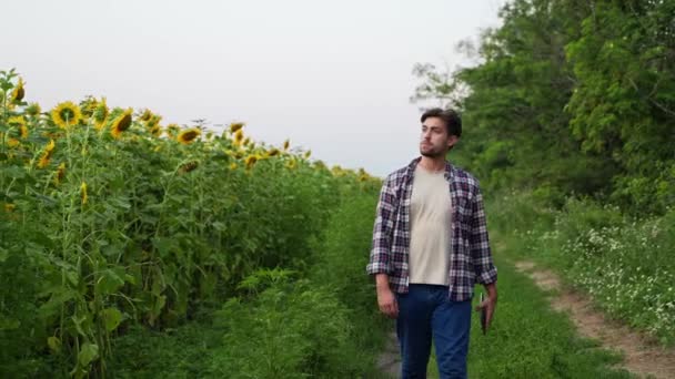 Caminata Agrónoma Por Campo Girasol Cultivado Mañana Agricultor Inspecciona Girasoles — Vídeos de Stock