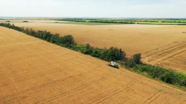 Hava aracı görüntüsü: buğday tarlasında çalışan hasat aracı. Çiftçilik arazilerinde ekilmiş tahıl hasadı biçme makinası hasadı. Organik tahıl yetiştiriciliği. Tarım teması.