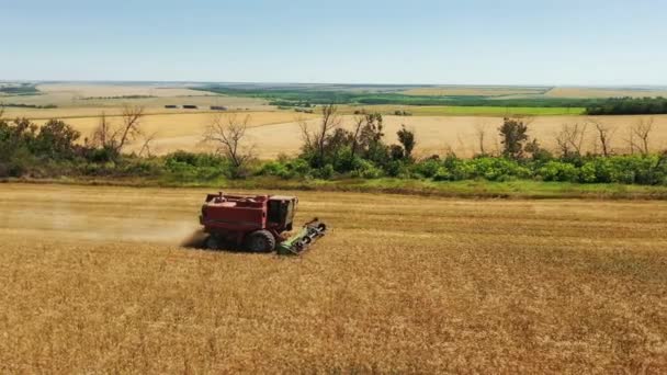 2021 08ウクライナ ニコライ 空中ドローンビュー 小麦畑で働く収穫機 収穫は 農地で栽培された穀物収穫を機械切断を組み合わせています 農業における有機穀物農業 — ストック動画