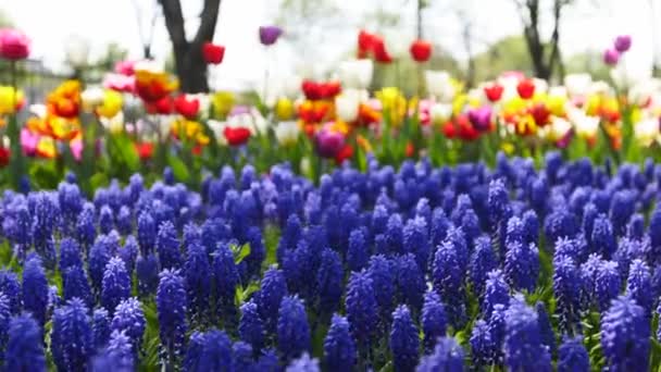 Pole Niebieskich Muscari Kolorowe Tulipany Różnych Odmian Żywe Kolory Kwitnące — Wideo stockowe