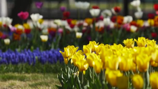 Fält Blå Muscari Och Färgglada Tulpaner Olika Sorter Och Livfulla — Stockvideo