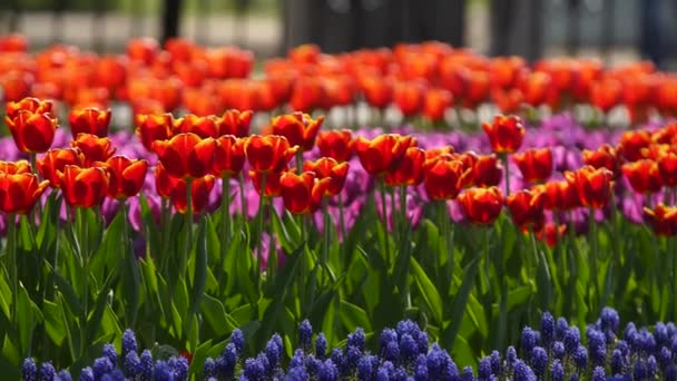 Pole Modrých Muškarních Barevných Tulipánů Různých Odrůd Zářivých Barev Kvetoucích — Stock video