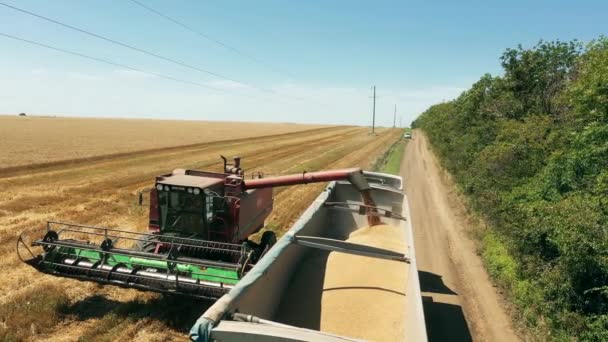 2021 Ukraine Nikolske Überladen Von Getreide Von Mähdreschern Einen Getreidewagen — Stockvideo