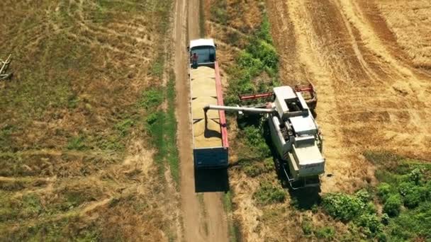 2021 Ukrajina Nikolske Přetěžování Obilí Kombajnů Obilných Kamionů Poli Sklizňový — Stock video