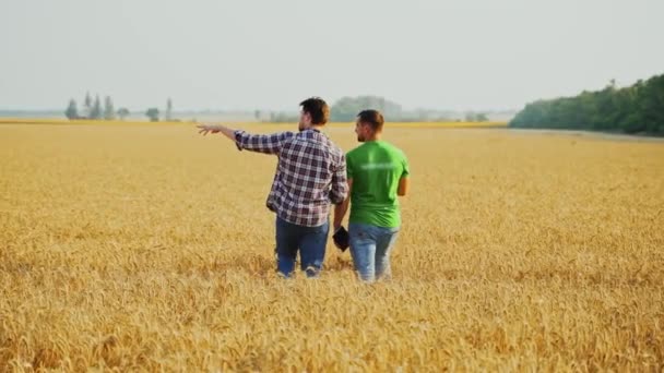 Los Agricultores Caminan Campo Trigo Discuten Plan Cosecha Agrónomo Propietario — Vídeos de Stock