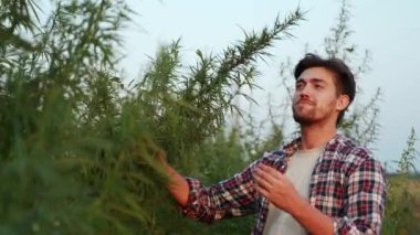 Agronomist bilimadamı tarlada elleriyle yetiştirilmiş kenevir bitkisine dokunuyor, inceliyor. Çiftçi tarladaki kenevir hasadını kokluyor. Çiftlik sahibi yasal ot yaprakları topluyor. Uyuşturucu bağımlılığı, ilaç.