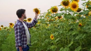 Agronomist yürüyüşü tarlada ayçiçeklerini inceler. Çiftçi olgunlaşmış çiçekleri inceler ve dokunur. Elleriyle çiçek açar. Çiftlik sahibi tarladaki hasadı kontrol ediyor. Organik tarım hasadı.