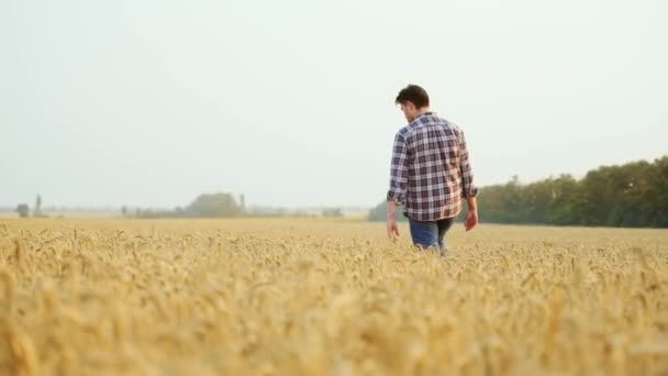 Agronomista Badający Uprawy Zbóż Uprawianych Polu Pszenicy Farmer Kontroluje Dotyka — Wideo stockowe