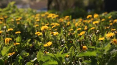 Camera moving forward above yellow dandelion flowers and fresh spring green grass on pretty meadow. Dandelion plant with medicinal effect. Summer concept. Low angle dolly steady shot.