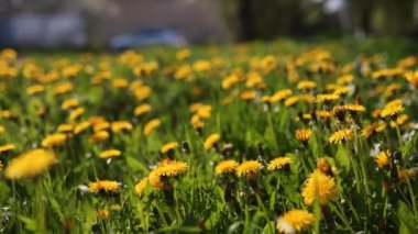 Camera moving forward above yellow dandelion flowers and fresh spring green grass on pretty meadow. Dandelion plant with medicinal effect. Summer concept. Low angle dolly steady shot.