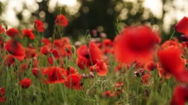 Kamera kırmızı gelincik çiçekleri arasında hareket ediyor. Gün batımında çiçek açan afyon tarlasının üzerinde uçmak. Poppy bir hatıra sembolü ve bir dünya savaşı kurbanlarının anısı..
