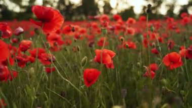 Kamera kırmızı gelincik çiçekleri arasında hareket ediyor. Gün batımında çiçek açan afyon tarlasının üzerinde uçmak. Poppy bir hatıra sembolü ve bir dünya savaşı kurbanlarının anısı..