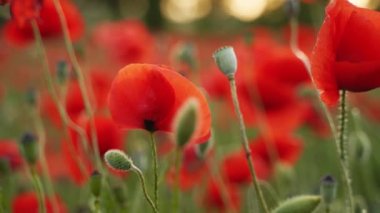 Kamera kırmızı gelincik çiçekleri arasında hareket ediyor. Gün batımında çiçek açan afyon tarlasının üzerinde uçmak. Poppy bir hatıra sembolü ve bir dünya savaşı kurbanlarının anısı..
