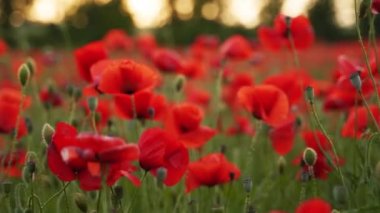Kamera kırmızı gelincik çiçekleri arasında hareket ediyor. Gün batımında çiçek açan afyon tarlasının üzerinde uçmak. Poppy bir hatıra sembolü ve bir dünya savaşı kurbanlarının anısı..