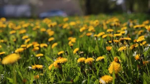 Kamera Bewegt Sich Vorwärts Über Gelbe Löwenzahnblüten Und Frisches Frühlingshaftes — Stockvideo