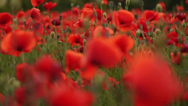 Kamera Kırmızı Gelincik Çiçekleri Arasında Hareket Ediyor Gün Batımında Çiçek — Stok video