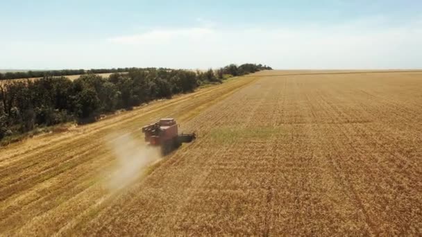 空中无人机视图 在麦田工作的收割机 联合收割机收割农田里种植的谷类作物 有机谷物种植 农业主题 — 图库视频影像