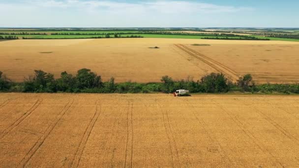 2021 Ukrajina Nikolske Letecký Výhled Kombajn Pracující Pšeničném Poli Sklizeň — Stock video