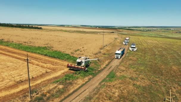 2021 Ukrajina Nikolske Přetěžování Obilí Kombajnů Obilných Kamionů Poli Kombinovat — Stock video