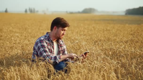 農業学者は熟した小麦の耳の束を手で検査し デジタルタブレットPcで作業します 収穫前にシリアルハイブリッド作物を調べる農家 有機スマート精密農業の概念 — ストック動画