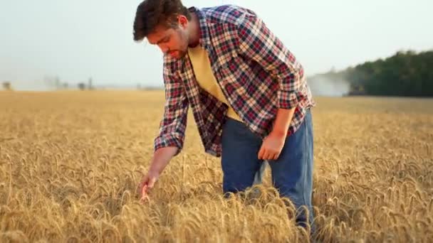 Agrónomo Examinando Cultivos Cereales Cultivados Antes Cosecha Campo Cebada Granjero — Vídeos de Stock