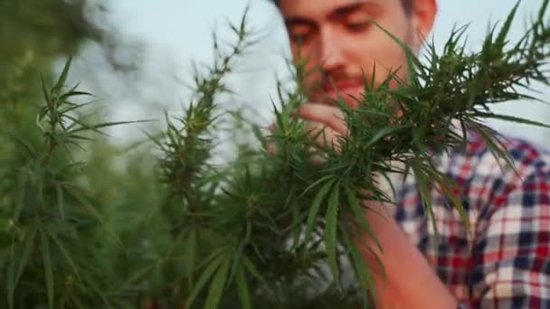 栽培された麻の植物をプランテーションで手で調べ 農学者の科学者に触れる 農家は畑で大麻の収穫の匂いがする 合法化された雑草の葉を選ぶ牧場主 薬物中毒 — ストック動画