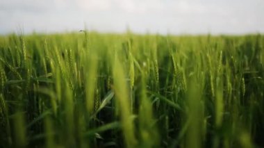 Yeşil buğday tarlası, hafif rüzgardan sarkan buğday kulakları. Olgunlaşmamış tahıl tarlası. Zengin hasat olgunlaşma ve tarım temalı konsept. Dünya Açlık Krizi.