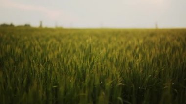 Yeşil buğday tarlası, hafif rüzgardan sarkan buğday kulakları. Olgunlaşmamış tahıl tarlası. Zengin hasat olgunlaşma ve tarım temalı konsept. Dünya Açlık Krizi.