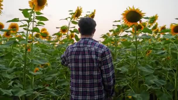 Caminata Agrónoma Cultivada Examinando Girasoles Campo Farmer Inspecciona Toca Floración — Vídeos de Stock