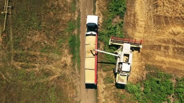 空中无人机视图 在麦田工作的收割机 联合收割机收割农田里种植的谷类作物 有机谷物种植 农业主题 — 图库视频影像