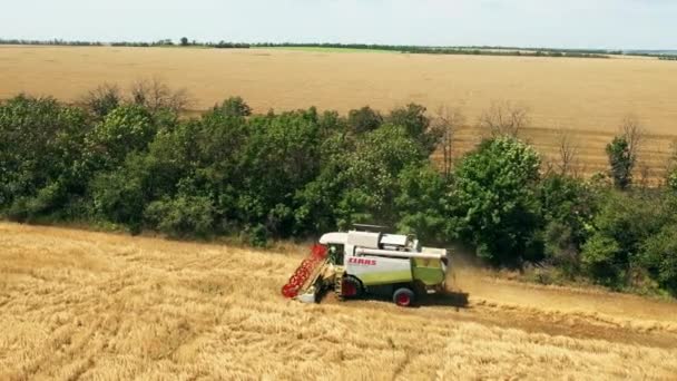 2021 Украина Минск Вид Воздуха Комбайн Работающий Пшеничном Поле Уборочная — стоковое видео