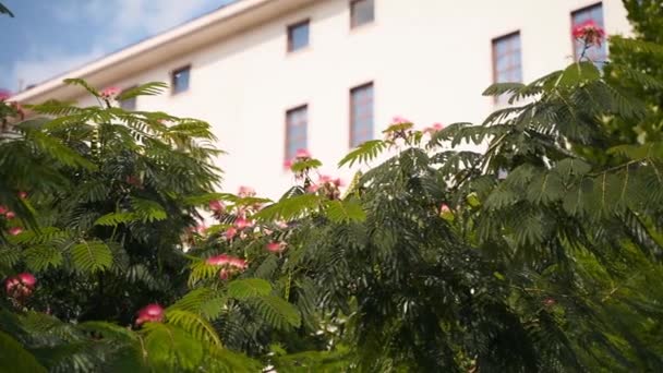 公園内にあるペルシャシルクの木 アルビジアジュブリシシンの葉や花を咲かせます — ストック動画