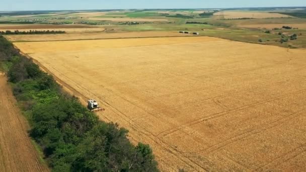 Повітряний Вигляд Безпілотника Комбайн Працює Пшеничному Полі Збирання Зернових Культур — стокове відео